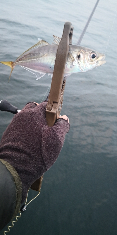 アジング練習  76