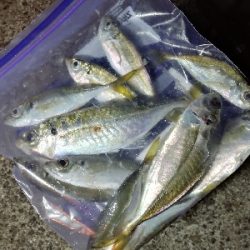 アジ探しアジング