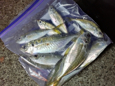 アジ探しアジング