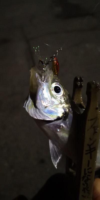 アジング練習 77