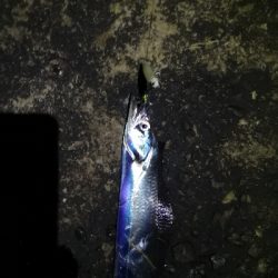 太刀魚来てます