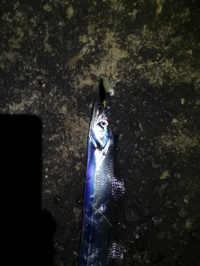 太刀魚来てます