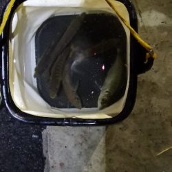 アジング練習 78