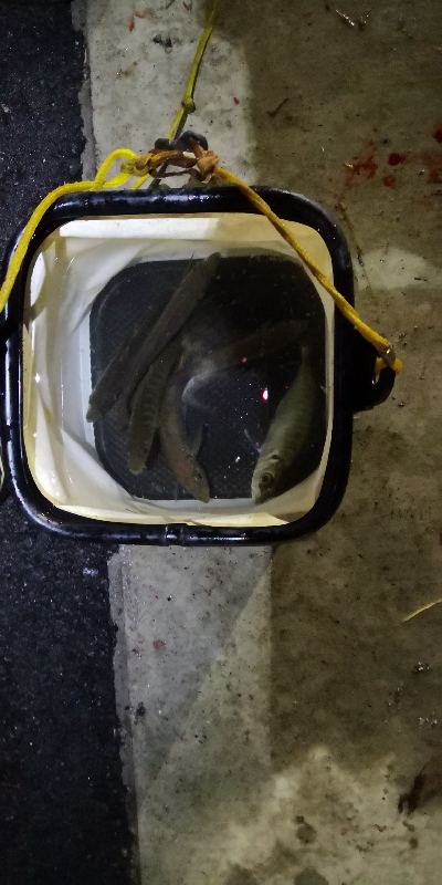 アジング練習 78