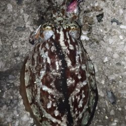 苦手なナイトエキングで