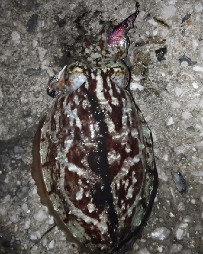 苦手なナイトエキングで