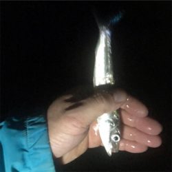 シーズン終盤シーバス！