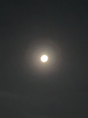 タチウオまだ居るで。