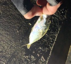 アジング！メバリング！