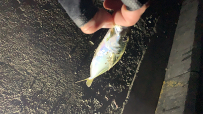 アジング！メバリング！