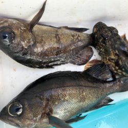 日中メバリング