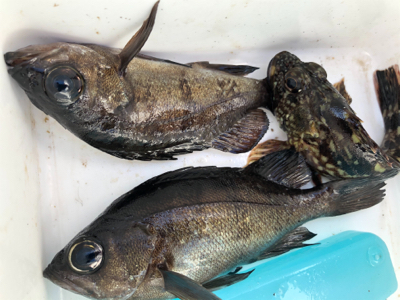 日中メバリング