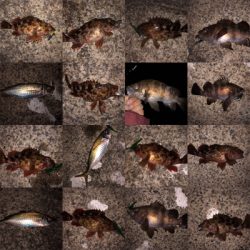 沖堤は今パラダイスかも⁉️