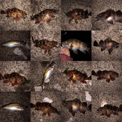 沖堤は今パラダイスかも⁉️