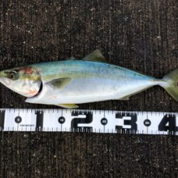 タチウオ釣れ続く@岸和田一文字