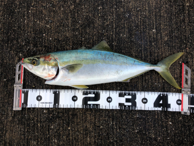 タチウオ釣れ続く@岸和田一文字