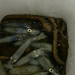 ライトエギング