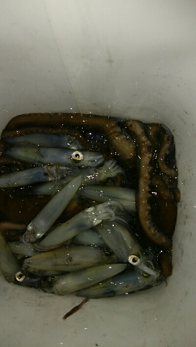 ライトエギング