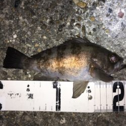 アジング・メバリング