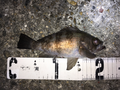 アジング・メバリング