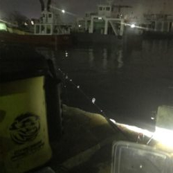 久しぶりにヒイカ釣れたσ(^_^;)