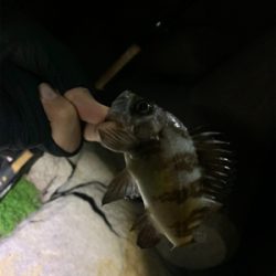 いろいろ釣れました(^^)