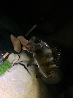 いろいろ釣れました(^^)