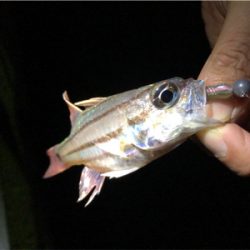 ワームでガシラ釣り！