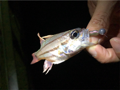 ワームでガシラ釣り！