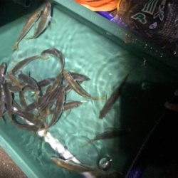 アジは居るのにタチウオ居ない？