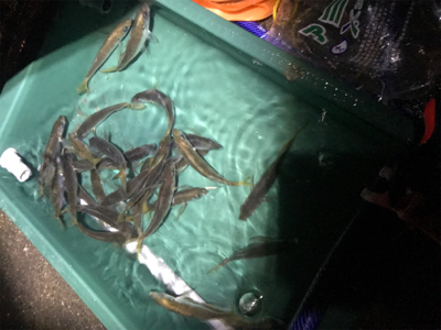 アジは居るのにタチウオ居ない？