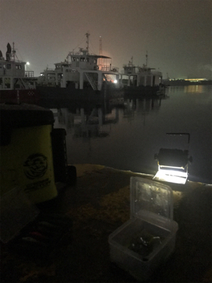 雨の中渋いヒイカ釣り(><)