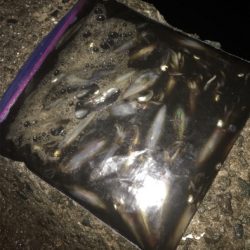 雨上がりのヒイカ爆釣☆GUNNING-STYLE