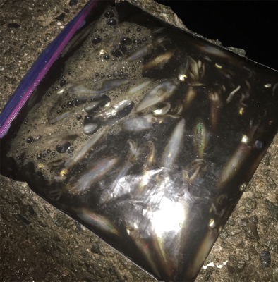 雨上がりのヒイカ爆釣☆GUNNING-STYLE