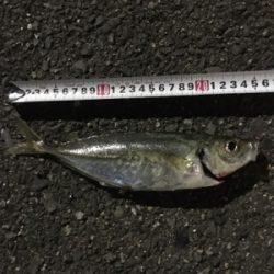 初サワラ＆アジング