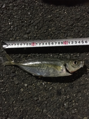 初サワラ＆アジング