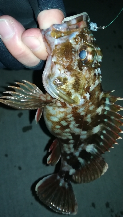 ナイトアジング