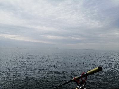 アオリイカ好調