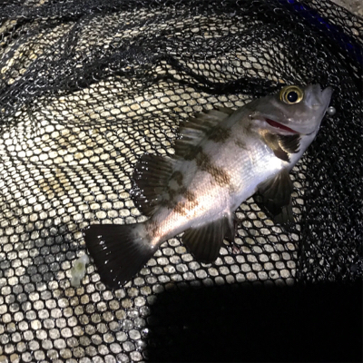 外海アジング練習