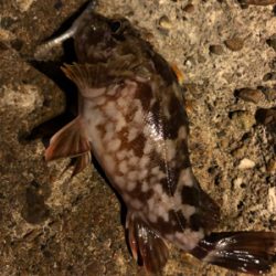 メバリングのハズが☺︎