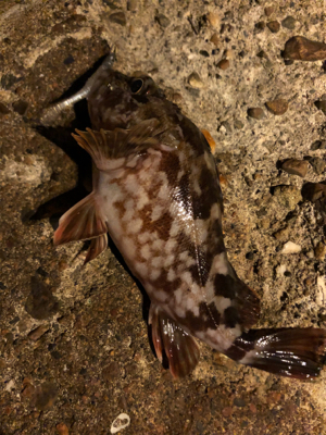 メバリングのハズが☺︎