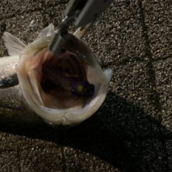 久々、都市型河川シーバスゲーム