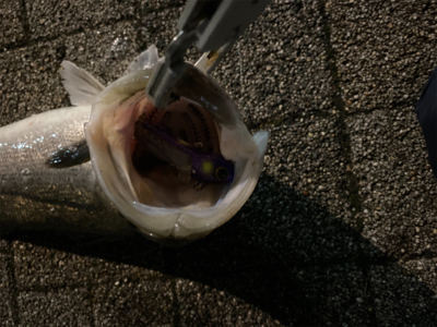 久々、都市型河川シーバスゲーム