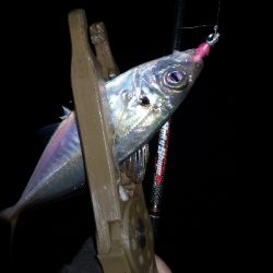 アジング練習 81