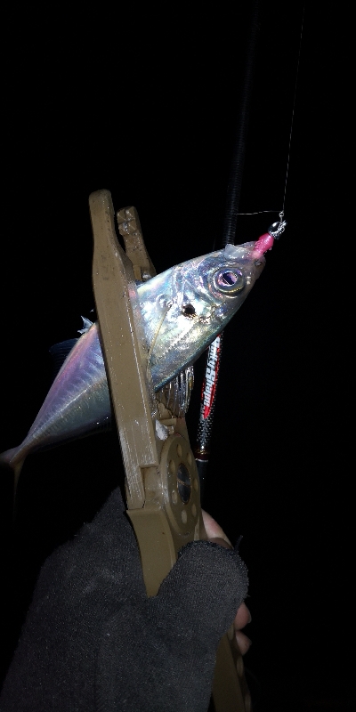 アジング練習 81