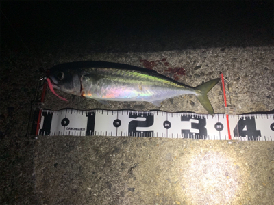 デカすぎ（バーサー）アジング