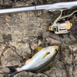 寒グレ狙いで磯フカセ釣り