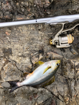 寒グレ狙いで磯フカセ釣り