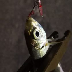 アジング練習 82