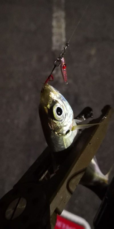 アジング練習 82